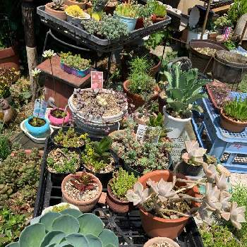 多肉ちゃんいろいろの投稿画像一覧 Greensnap グリーンスナップ