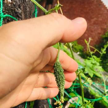 沖縄野菜の投稿画像一覧 Greensnap グリーンスナップ