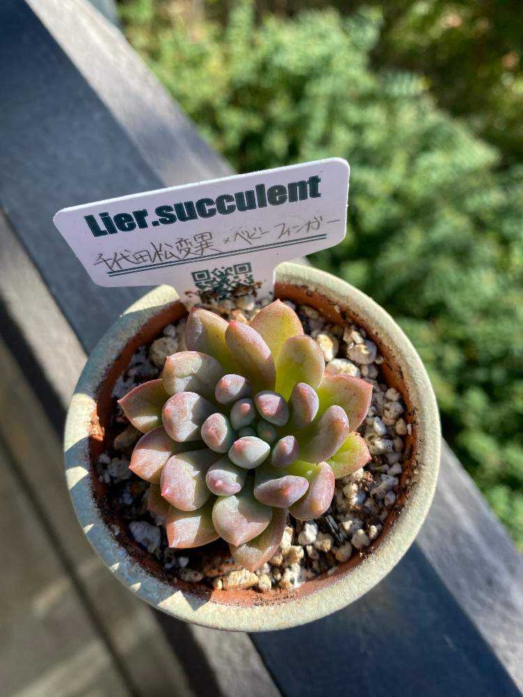 成長記録 33.千代田松変異×ベビーフィンガー｜🍀GreenSnap（グリーン