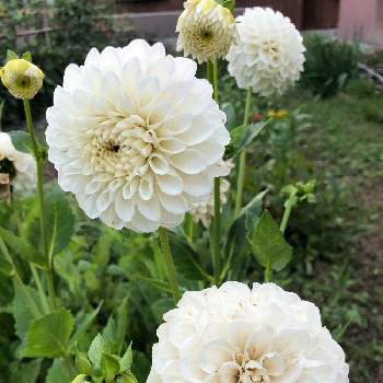 ポンポンダリア♪の画像 by フミさん | お出かけ先と植えっぱなしと実家の庭とポンポンダリア♪と白い花とダリア☆