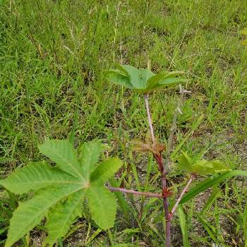 唐胡麻 トウゴマ 蓖麻 ヒマ の投稿画像一覧 Greensnap グリーンスナップ