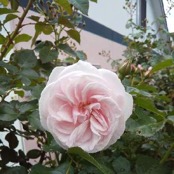 薔薇  エンジェルハートの画像 by 池ちゃんさん | 小さな庭と薔薇  エンジェルハート