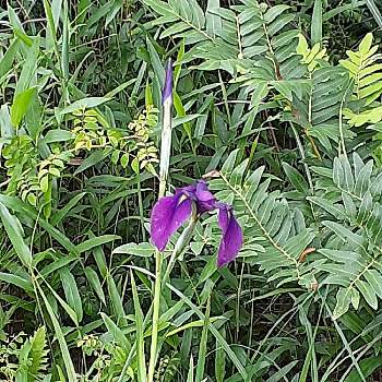 ノハナショウブの画像 by anne.2311さん | お出かけ先とノハナショウブと平尾台と山野草と紫色の花と湿原に咲く花と在来種