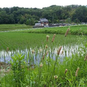 田園風景の投稿画像一覧 Greensnap グリーンスナップ
