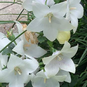 花って癒されるの画像 by ららこさん | お出かけ先と白い 桔梗と花って癒されると花散歩と季節の花と道端の花と横浜・日本大通りと花日記と医療現場の人々に感謝と花のある暮らしと白い花と白花桔梗