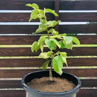 レモン,レモン ピンクレモネード,植え替え,希少,檸檬の画像