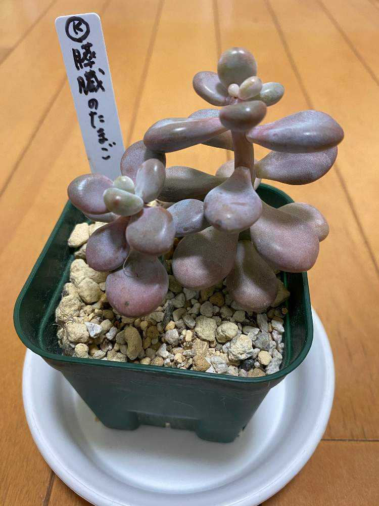 成長記録 34.膵臓のたまご｜🍀GreenSnap（グリーンスナップ）