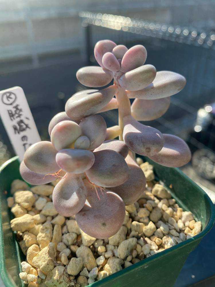 多肉植物　膵臓のたまご 多肉植物 膵臓のたまご 膵臓のたまご：成長記録｜🍀GreenSnap