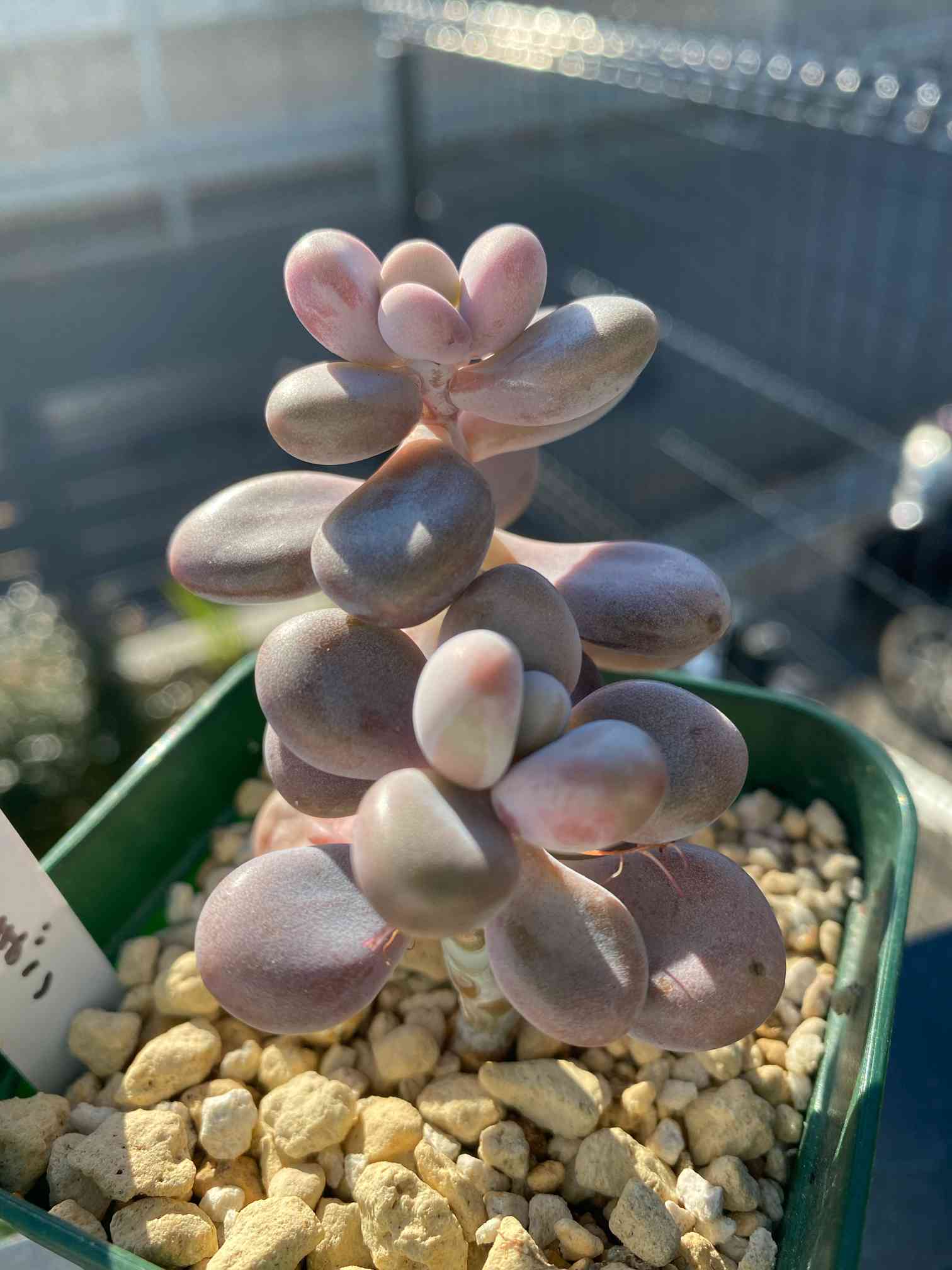 多肉植物 膵臓のたまご 多肉植物 膵臓のたまご 【公式通販】