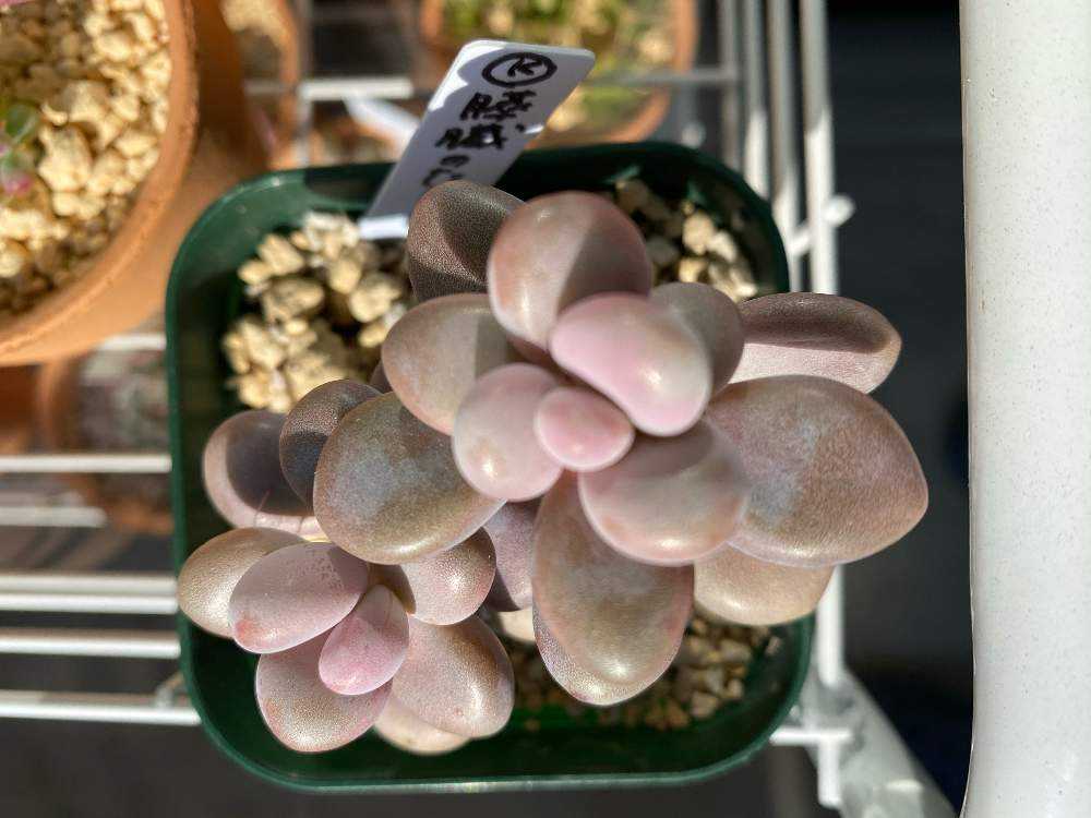 成長記録 34.膵臓のたまご｜🍀GreenSnap（グリーンスナップ）