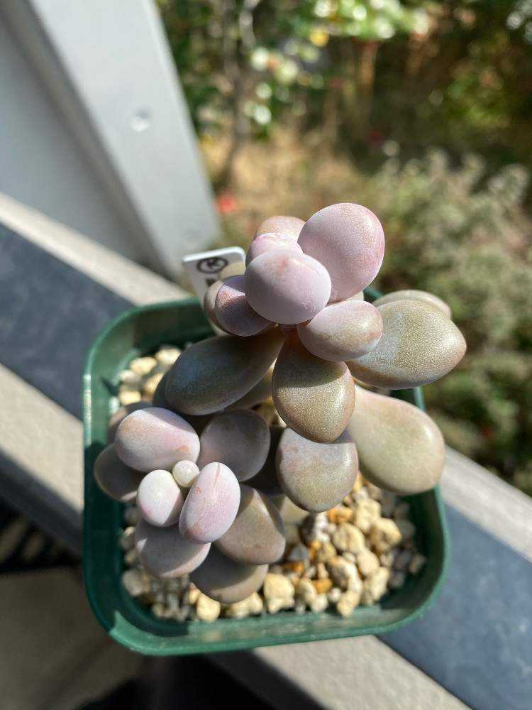 多肉植物　膵臓のたまご 多肉植物 膵臓のたまご 膵臓のたまご：成長記録｜🍀GreenSnap