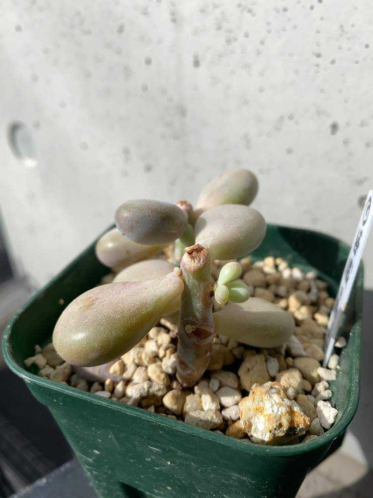 成長記録 34.膵臓のたまご｜🍀GreenSnap（グリーンスナップ）