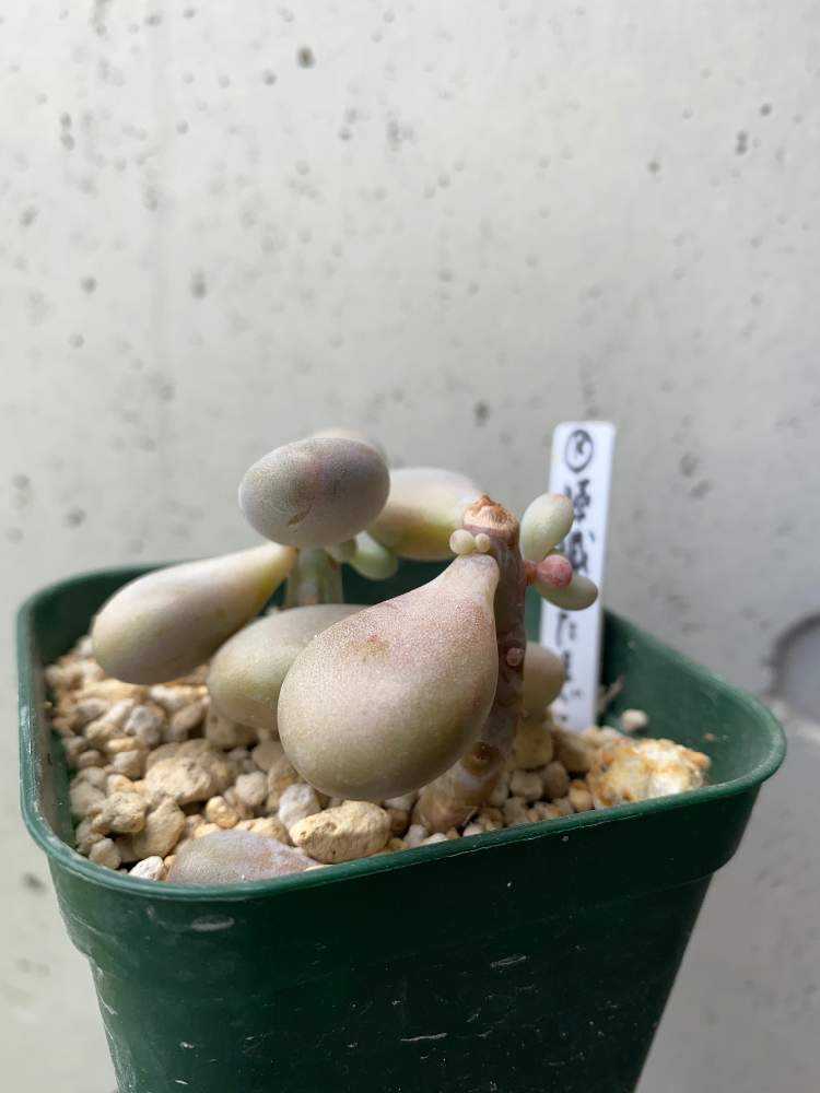 多肉植物　膵臓のたまご 多肉植物 膵臓のたまご 膵臓のたまご：成長記録｜🍀GreenSnap