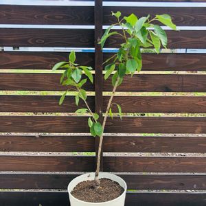さくらんぼ,レイニアチェリー,Rainier Cherry,植え替え,レアの画像