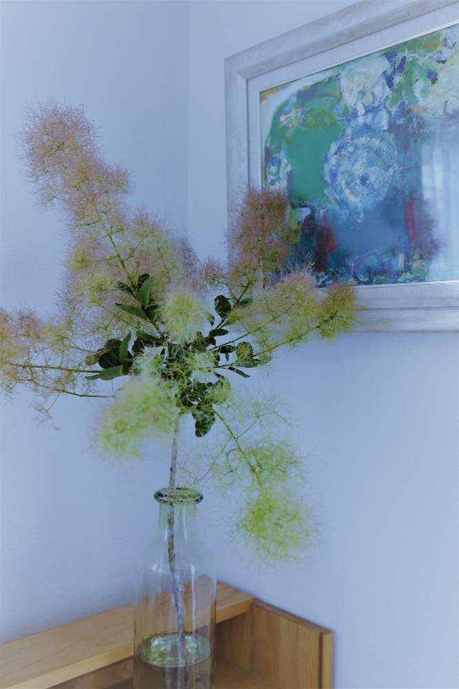 スモークツリーの投稿画像 By Hila Ya Hilaryさん 花と絵と枝ものと花のある暮らしと切り花とインテリアグリーン 21月6月24日 Greensnap グリーンスナップ