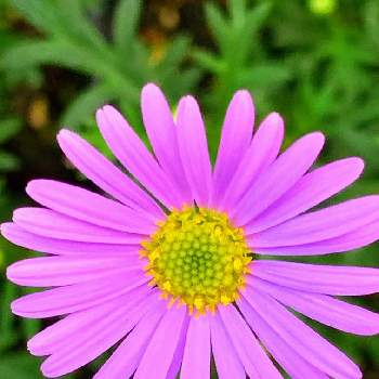 薄いピンクのお花の画像 by EMIさん | お散歩と花のある暮らしと薄紫のお花とはじめてみたよとピンク❤︎ピンクと恋ピンクと薄いピンクのお花とブラキスコメ・ムルチフィダ