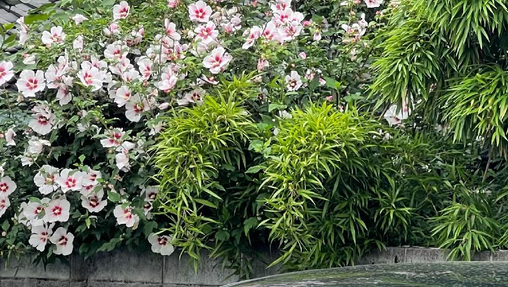 可愛い の投稿画像 By ナッツさん 花の名前覚えたいとガーデニング初心者と出先で見つけた植物 21月6月24日 Greensnap グリーンスナップ