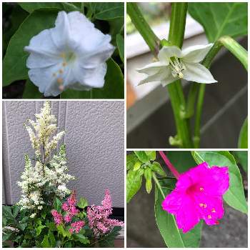 ユキノシタ科 の投稿画像一覧 Greensnap グリーンスナップ