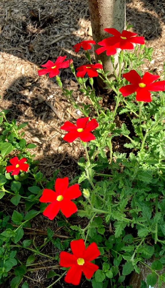 サンブリテニア スカーレットの投稿画像 By ももさん 小さな庭と赤い花とガーデニングと季節の花と赤い花とガーデニングと季節の花 21月6月24日 Greensnap グリーンスナップ Greensnap グリーンスナップ