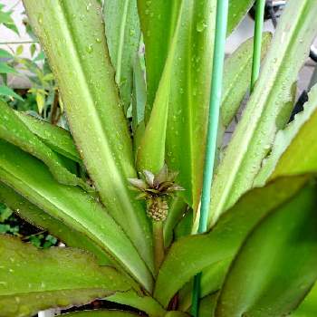 パイナップルツリーの投稿画像一覧 Greensnap グリーンスナップ