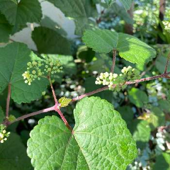 ブドウ科の投稿画像一覧 Greensnap グリーンスナップ