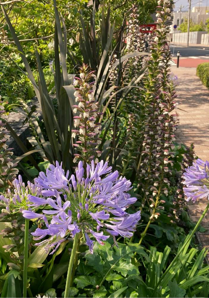 広い庭の画像 by なべちゃんさん | 広い庭とアガパンサスとアカンサス モリスと花のある暮らし