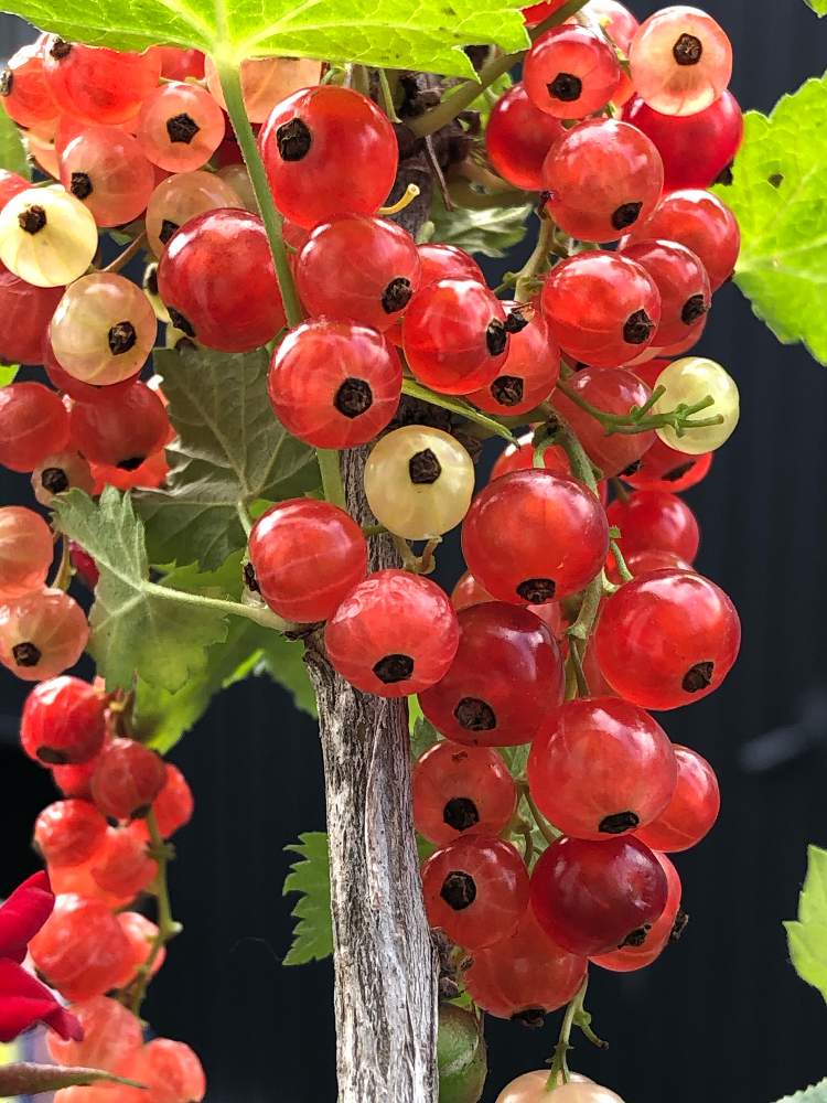 フサスグリの投稿画像 By みどりさん フサスグリ 赤スグリ レッドカラント とコロコロとベリー系果樹21と北の大地北海道とチームブラックと植中毒とキラッキラ 21月6月24日 Greensnap グリーンスナップ