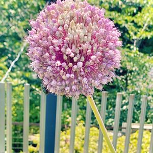 アリウム,ニンニクの花,公園,良い天気,お散歩の画像