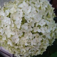 アジサイ,紫陽花,紫陽花,アナベル,紫陽花 アナベルの画像