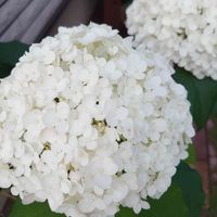 アジサイ,紫陽花,アナベル,紫陽花 アナベル,ガーデニングの画像
