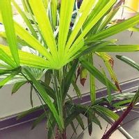 シュロチクの育て方 水やりや植え替え 剪定の方法は Greensnap グリーンスナップ