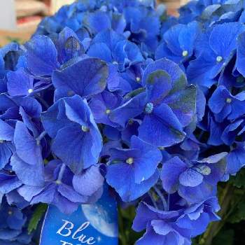 ブルーアースの投稿画像一覧 Greensnap グリーンスナップ