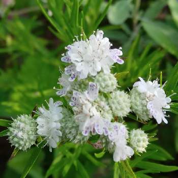 細葉 マウンテンミントの投稿画像一覧 Greensnap グリーンスナップ