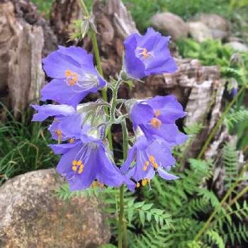 青紫の花の投稿画像一覧 Greensnap グリーンスナップ