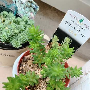 グリーンペット セダム属 の投稿画像一覧 Greensnap グリーンスナップ