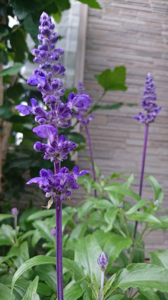 ブルーサルビアの投稿画像 By Blue Greenさん 開花と小さなピンク色の蛾と虫にやられたと小さな花壇とアメリカピンクノメイガ 21月6月25日 Greensnap グリーンスナップ