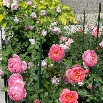 バラ ボスコベルの画像 by ブルーネストさん | 小さな庭とラベンダーとイングリッシュローズとDA オリビアローズオースティンとDA ボスコベルとDA アンシェントマリナーとバラ ボスコベルとばら バラ 薔薇とピンクの花とコーラル色の花とおうち園芸と香る花とラベンダー☆とハーブとイングリッシュ・ローズとデビッドオースティンとバラが好きとロザリアン