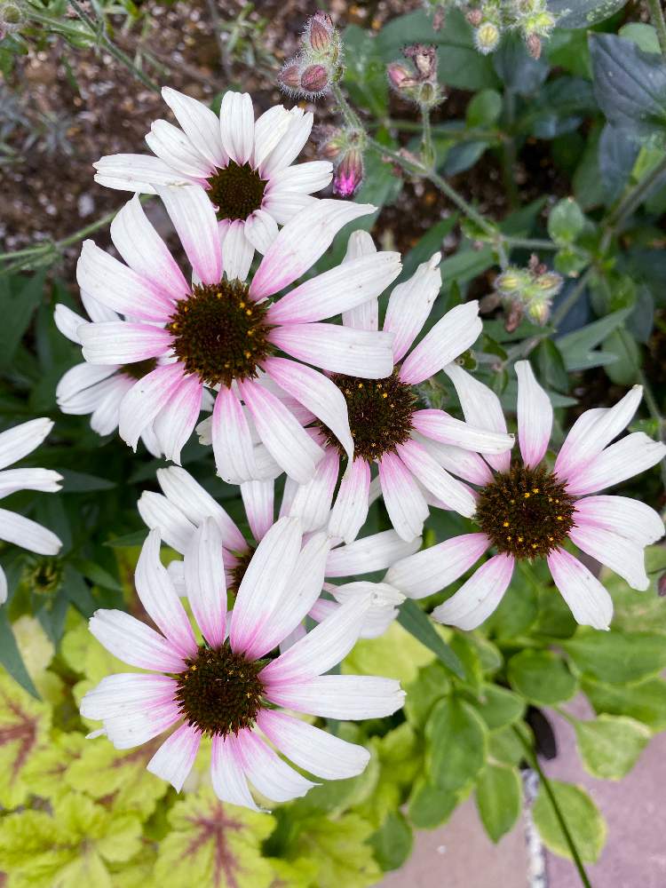 エキナセア ピンクアイの投稿画像 By ちかこさん 地植え花壇と小さな花壇とおうち園芸とコロナに負けるな と可愛いとガーデニングと癒し とエキナセア 21月6月25日 Greensnap グリーンスナップ