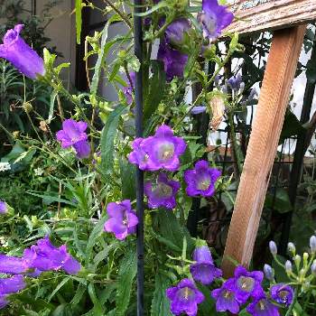 蜜な庭♥︎の画像 by カンパニュラさん | 小さな庭とカンパニュラとムラサキの花と蜜な庭♥︎と2番花とせまい庭とムラサキ色がキレイとだいすき♥️といっぱい♡と小さな幸せ♡と花好きと花のある暮らしと紫♡紫