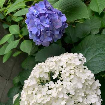 紫陽花 エンドレスサマーの画像 by ミルポポさん | 小さな庭とアナベル  紫陽花とお庭のアジサイと紫陽花 エンドレスサマー