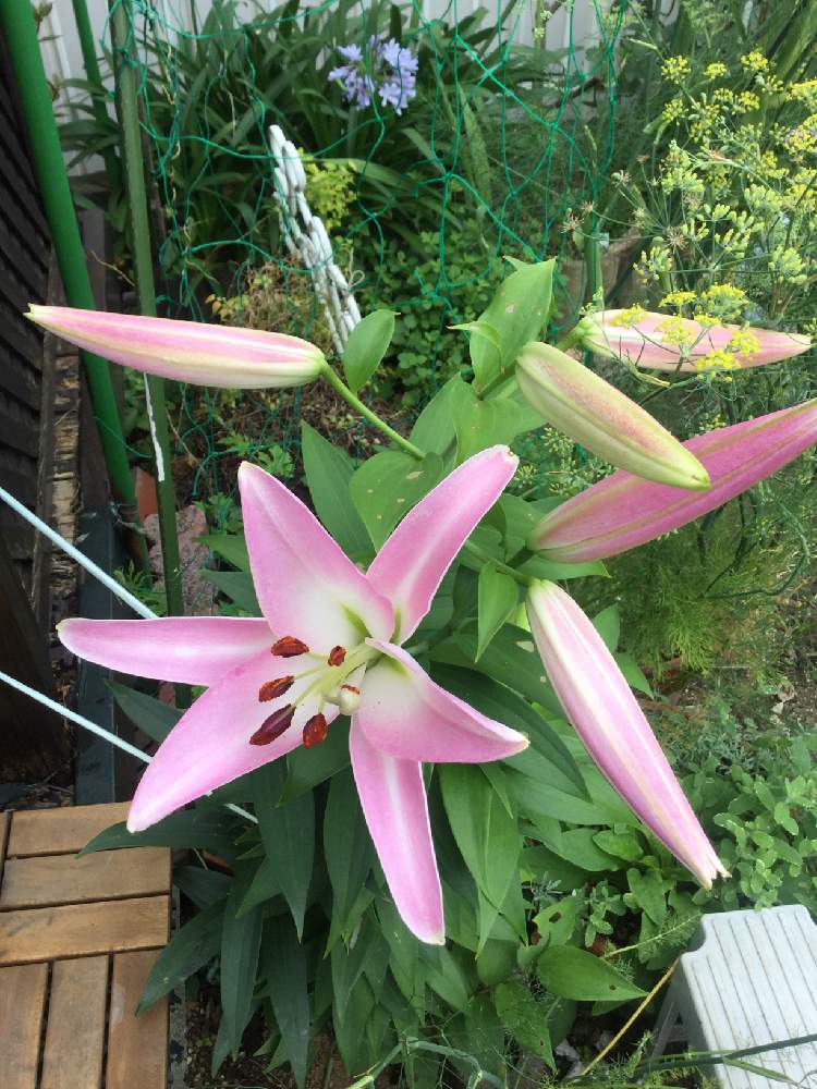 アガパンサスの投稿画像 By あっちゃんさん カサブランカとフェンネル 21月6月25日 Greensnap グリーンスナップ