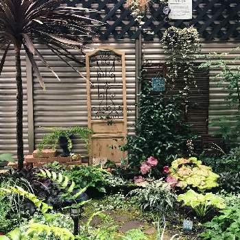 ドアオブジェの投稿画像一覧 Greensnap グリーンスナップ