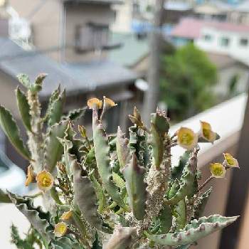 ユーフォルビア デカリー スピロスティカの投稿画像一覧 Greensnap グリーンスナップ