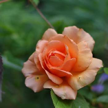 バラ　アプリコットキャンディの画像 by 伊豆野サクラさん | 小さな庭とバラ　アプリコットキャンディと花のある暮らしと伊豆の庭と金曜ローズショーと✨バラ
