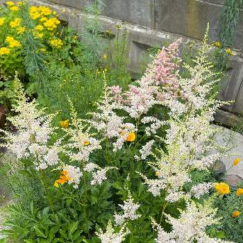 和な感じの画像 by 鯉太郎さん | アスチルベとお庭と白いお花と和な感じとフワフワ