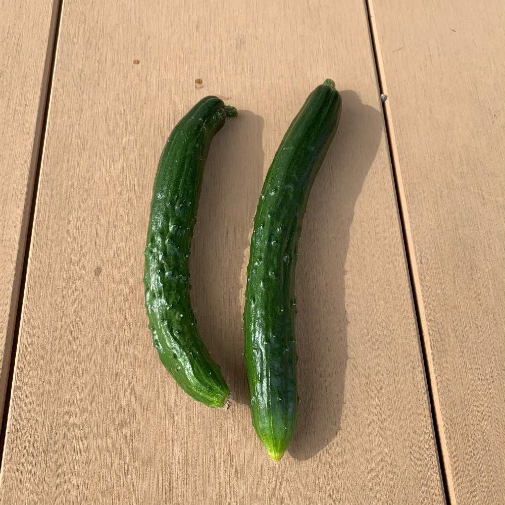 キュウリの投稿画像 By Yasai18さん きゅうり北進 21月6月25日 Greensnap グリーンスナップ