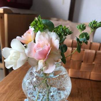 オールドローズの画像 by    じゅんこまま⭐️華さん | 部屋と薔薇とオールドローズとアイスバーグと花のある暮らしとナチュラルスタイルとおうち園芸