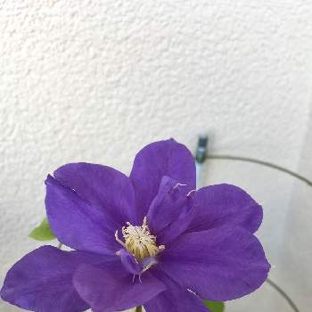 クレマチス 紫丸の投稿画像一覧 Greensnap グリーンスナップ