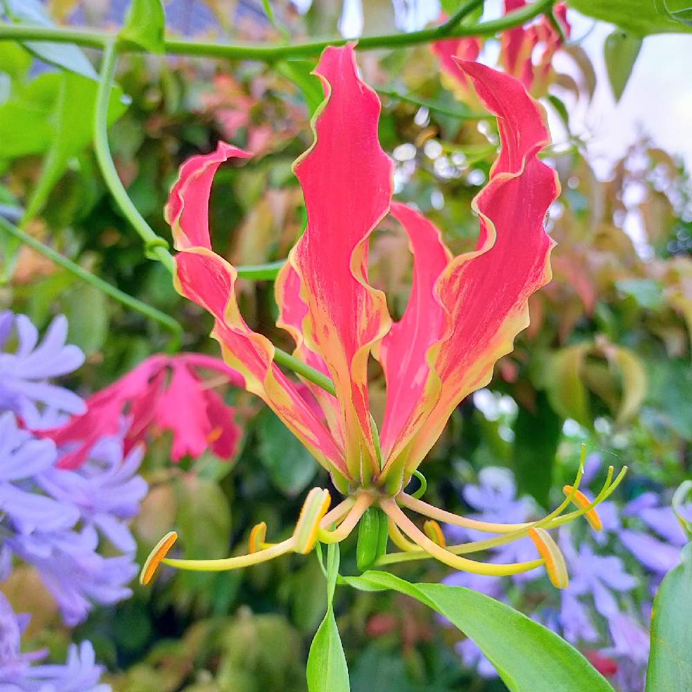 アガパンサスの投稿画像 By Kiyoraさん グロリオサと散歩道 21月6月25日 Greensnap グリーンスナップ