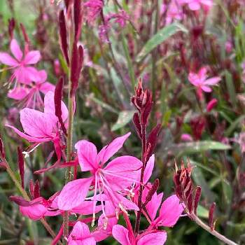 ガウラ（ピンク）の画像 by シクラメンさん | 小さな庭とガウラ（ピンク）と遊花さんと真紅の花と長く楽しめるとげんきもらえますとピンク色の花とお花とグリーンのある暮らし